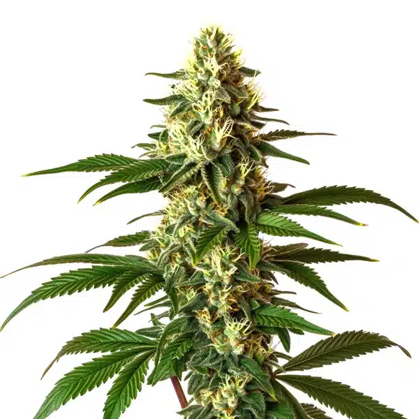 Lemon Pie Regular cannabis plant with dense trichome-covered buds and bright green serrated leaves.