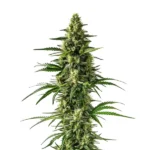 Citrus-rich Lemon Tree strain with vibrant green buds.