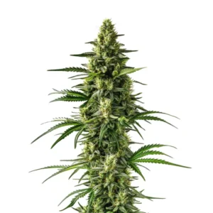 Citrus-rich Lemon Tree strain with vibrant green buds.