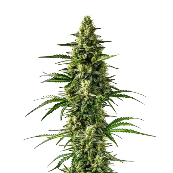 Citrus-rich Lemon Tree strain with vibrant green buds.