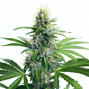 Lowryder Auto cannabis plant with compact structure and deep green leaves.