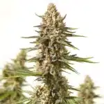 Close-up of Lyly Sour x Blue OG cannabis bud with frosty trichomes.