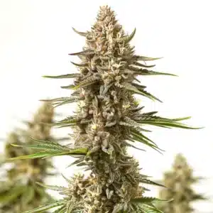 Close-up of Lyly Sour x Blue OG cannabis bud with frosty trichomes.