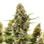 Macro shot of M8 cannabis strain bud covered in crystals.