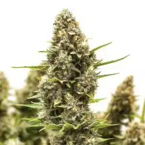 Macro shot of M8 cannabis strain bud covered in crystals.