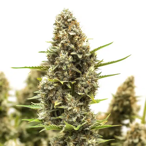 Macro shot of M8 cannabis strain bud covered in crystals.