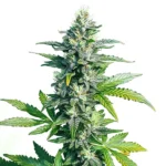 Resin-covered MK Ultra strain with compact buds and indica effects.