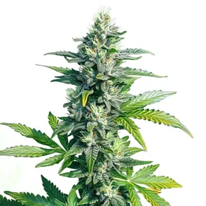 Resin-covered MK Ultra strain with compact buds and indica effects.