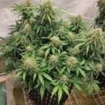 Mamba Negra Auto Semana 10