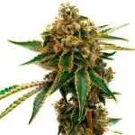 Tropical Mango Kush strain with dense buds and mango aroma.