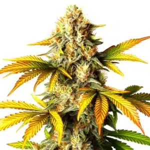 Maple Leaf cannabis bud with resinous trichomes and orange pistils.