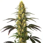 Dense Master Kush cannabis buds with an earthy aroma and indica traits.