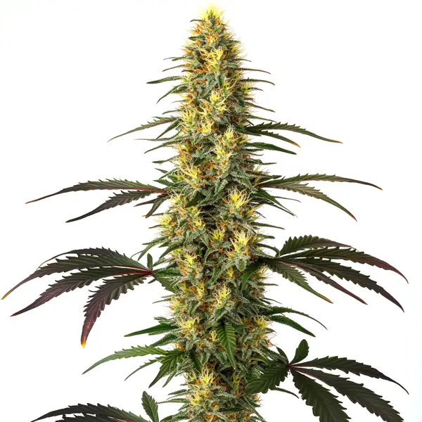 Dense Master Kush cannabis buds with an earthy aroma and indica traits.