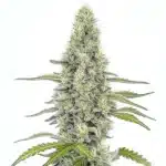 Mazar cannabis plant with silver-frosted buds and dense indica structure.