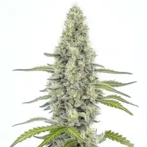 Mazar cannabis plant with silver-frosted buds and dense indica structure.