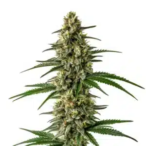 Mexican Haze cannabis bud with sativa-style long colas.