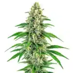 Mochalope cannabis plant with compact green buds and thick trichome coverage.