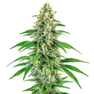 Mochalope cannabis plant with compact green buds and thick trichome coverage.