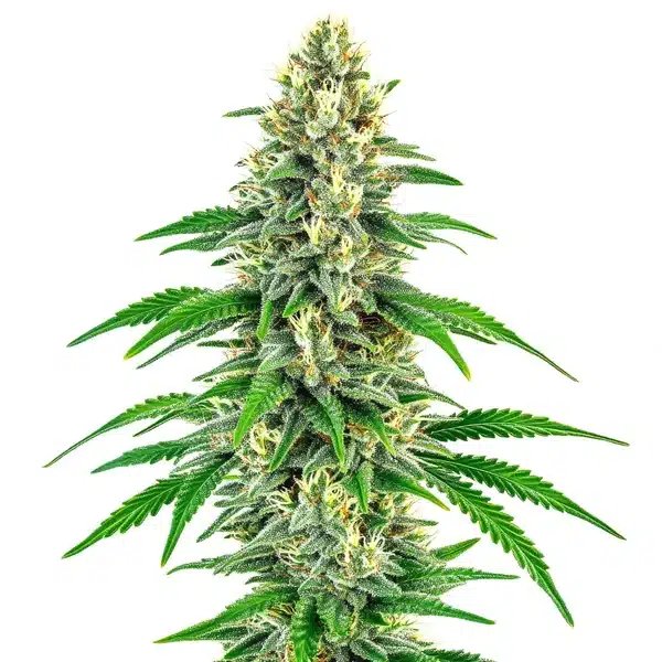 Mochalope cannabis plant with compact green buds and thick trichome coverage.