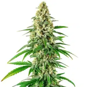 Mochalope Regular plant with dense resinous buds and deep green leaves.