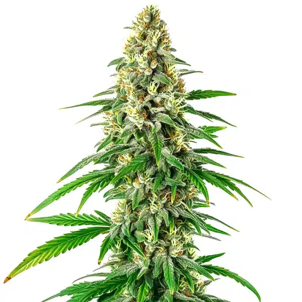 Mochalope Regular plant with dense resinous buds and deep green leaves.