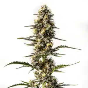 NYC Diesel cannabis plant with frosty trichomes and citrus-scented buds.