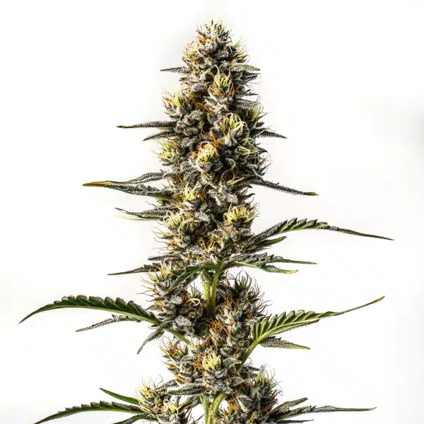 NYC Diesel cannabis plant with frosty trichomes and citrus-scented buds.