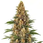 Neville’s Haze sativa plant with bright yellow pistils and narrow leaves.