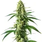 Nicole Kush cannabis plant with dense buds and frosty resin.