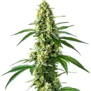 Nicole Kush cannabis plant with dense buds and frosty resin.