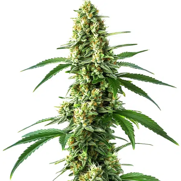 Nicole Kush cannabis plant with dense buds and frosty resin.