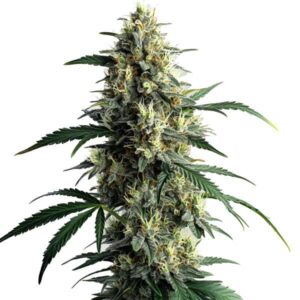 Northern Lights #10 strain with compact, resinous buds and classic indica traits from Blimburn Seeds