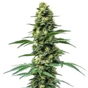 Northern Lights #10 x Amnesia Haze hybrid plant with orange pistils and green buds.