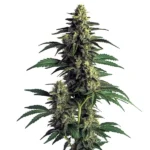 Northern Lights cannabis plant with dense buds and dark green leaves.
