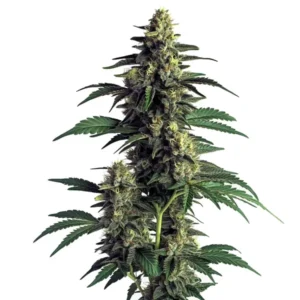 Northern Lights cannabis plant with dense buds and dark green leaves.