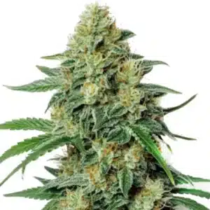 Northern Lights #5 x Amnesia Haze cannabis plant with dense buds and frosty trichomes.