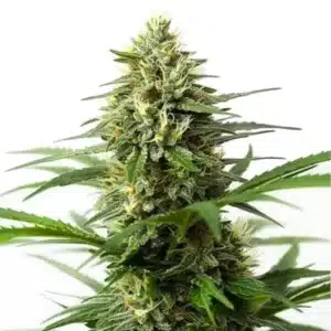 Northern Lights x Big Bud Auto cannabis plant with dense buds and indica traits.