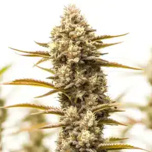 Northern Lights x Blueberry Auto cannabis plant with colorful resinous buds