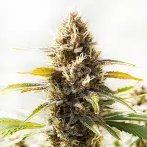 Northern Lights x Cinderella 99 cannabis plant with frosty dense colas.