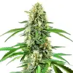 Northern Lights x Cream Auto cannabis plant with frosty and compact buds