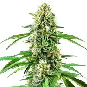 Northern Lights x Cream Auto cannabis plant with frosty and compact buds