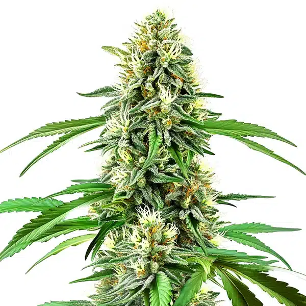 Northern Lights x Cream Auto cannabis plant with frosty and compact buds