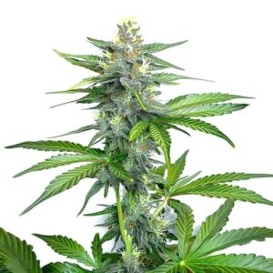 Compact OG Kush Fast Version cannabis plant with frosty buds and green leaves, showcasing the strain’s fast flowering capabilities.