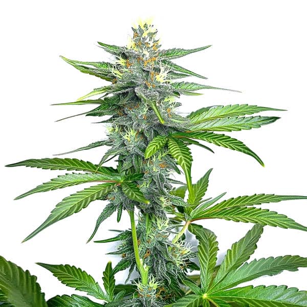 Compact OG Kush Fast Version cannabis plant with frosty buds and green leaves, showcasing the strain’s fast flowering capabilities.