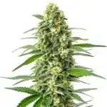 OG Kush x Mazar cannabis plant with frosty buds, deep green leaves, and thick resin