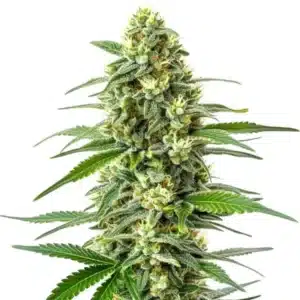 OG Kush x Mazar cannabis plant with frosty buds, deep green leaves, and thick resin