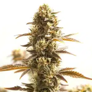 Close-up of an Orange Bud cannabis plant with dense, resinous flowers and bright orange pistils.