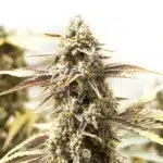 Orange Velvet x Cinderella 99 cannabis cola covered in frosty trichomes and light orange hairs.