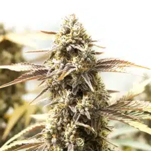 Orange Velvet x Cinderella 99 cannabis cola covered in frosty trichomes and light orange hairs.