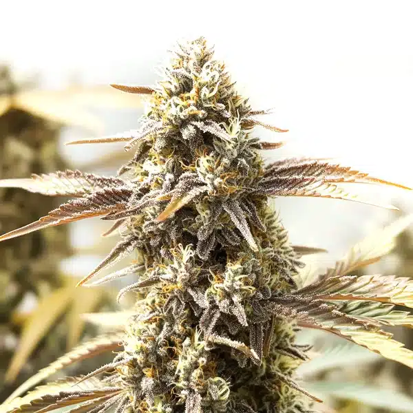 Orange Velvet x Cinderella 99 cannabis cola covered in frosty trichomes and light orange hairs.